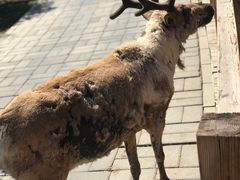 -北京鹿世界主题园