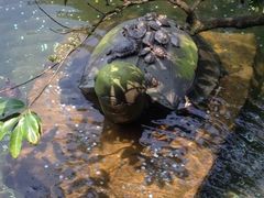 iphone_upload_pic-鼎湖山风景区