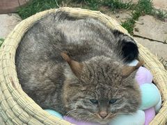 -青藏高原野生动物园