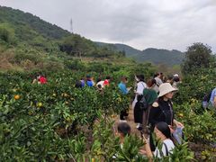 -黄贤森林公园