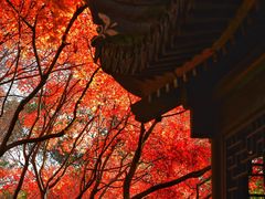 -秋霞圃