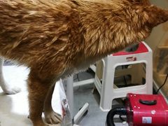 -帕帕拉兹宠物(亚洲旗舰店)