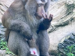 -黔灵山公园