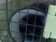 -艾贝尔宠物医院·24H转诊中心·肿瘤猫专科(江宁双龙店)