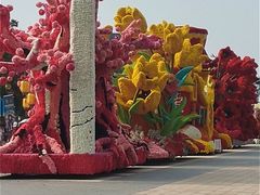 -荷兰花海