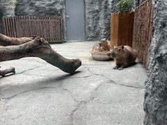 -武汉动物园