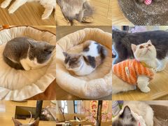 -喵八撸猫馆