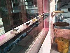 -喵屿·大理花园猫咖