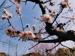 -无锡梅园公园