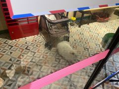 -猫咪博物馆(顶澳仔猫街店)