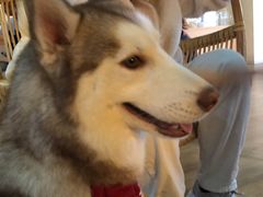 -Husky Go! 哈士奇体验馆·宠物咖啡厅狗咖