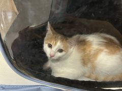 -米苏动物医院·犬猫专科·骨科外科内窥镜