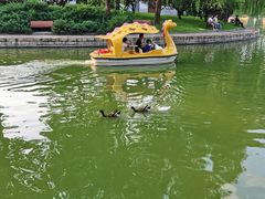 -团结湖公园