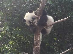 -成都大熊猫繁育研究基地