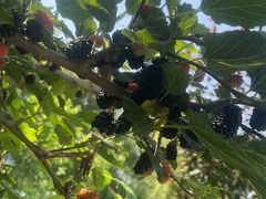 -同銮特种养殖场·龙虾垂钓