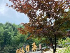 -宁波浙东大竹海景区