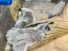 -华夏文旅西安度假区