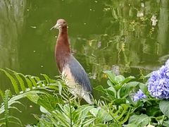 -深圳市中科院仙湖植物园