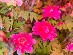 -洛阳市隋唐城遗址植物园