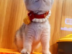 -欣宠猫屋·矮脚拿破仑·蓝金金渐层