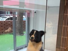 -宠拉拉·高端寄养·宠物酒店(朝阳分店)