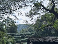 -龙井壹号·茶缘山景宴(龙井村店)