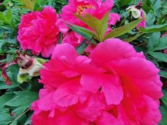 -哈尔滨文化公园