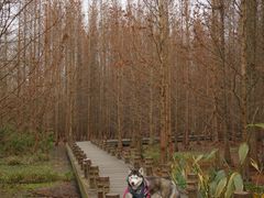 -桤木河湿地公园