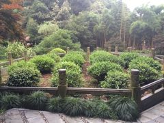 -十八棵（老龙井）御茶园(老龙井店)
