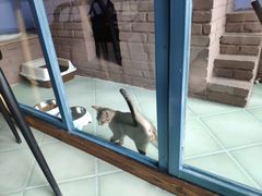 -喵屿·大理花园猫咖