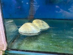 -泰白海鲜烧烤大全