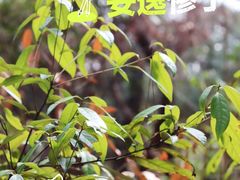 -青龙山国家森林公园