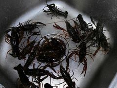 -同銮特种养殖场·龙虾垂钓