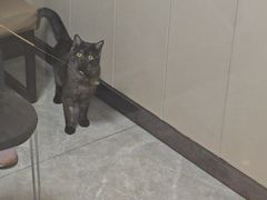-半岛宠物医院24小时·内窥镜·牙科·碎石中心(府城大道店)