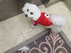 -优缇多格专业宠物美容师培训学校