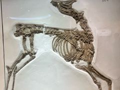 -安徽省地质博物馆