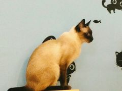 -猫咪咖啡·猫咖(万达广场店)
