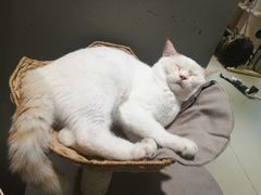 -藏猫猫咖啡主题馆(中央大道店)