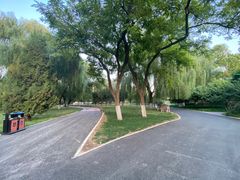 -莲花池公园