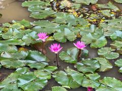 -深圳仙湖植物园