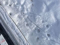 -长白山华美胜地滑雪场
