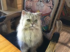 -more than meow吴止猫主题餐厅(承德 中船汇店)