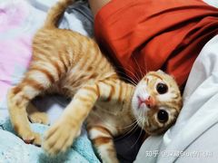 -平行世界·猫咖(首经贸店)