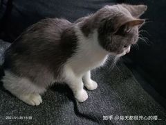 -lincat·猫舍(广州店)