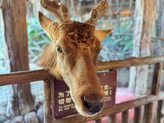 -长鹿旅游休博园