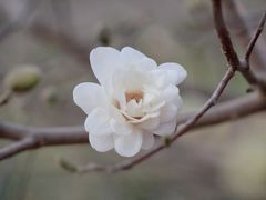 -国家植物园