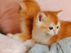 -70cat德文卷毛猫·缅因猫纯种猫舍