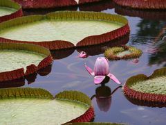 -国家植物园南园