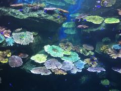 -暹罗海洋世界