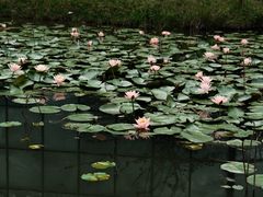 -中国科学院华南植物园